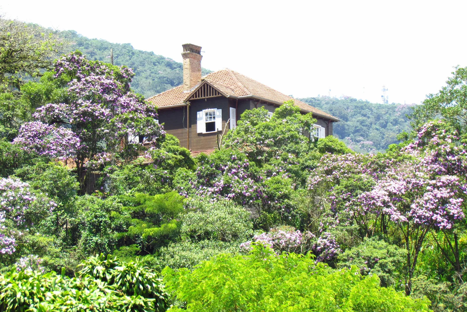 The chief engineer’s house at Paranapiacaba — a dark timber villa with a red-tiled roof and dormer windows — standing on a green hillside among flowering purple trees, with forested ridges behind